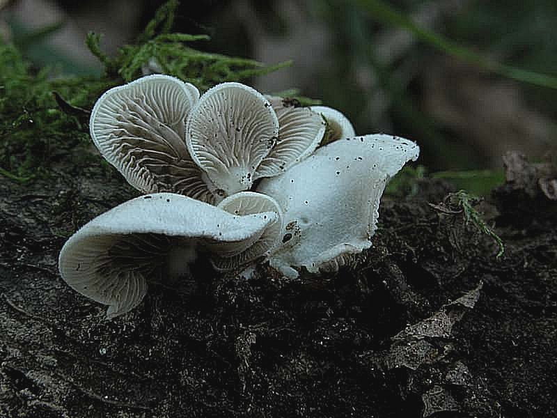 Due giorni di raccolta in 20 foto